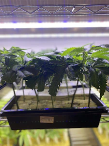 Prime cuts - OREOZ BLIZZARD