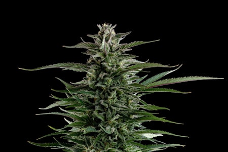 Esensia - BLUEBERRY JAM 3.5G