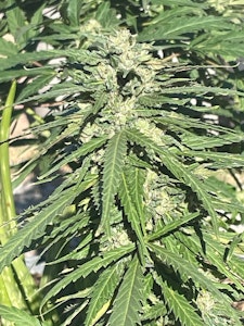Equilibrium - MAUI PANAMA SEEDS